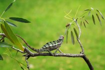 Chameleon catching an insect, closeup view — Stock Photo