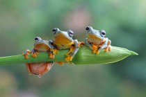 Three flying frogs sitting on a plant, closeup view — Stock Photo