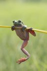 Klumpiger Frosch hängt an einer Pflanze, Nahaufnahme — Stockfoto