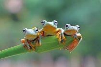 Tres ranas voladoras sentadas en una planta, vista de cerca - foto de stock