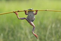 Пухнаста жаба, що висить на рослині, вид крупним планом — стокове фото