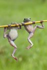 Deux grenouilles tombantes accrochées à une plante, vue rapprochée — Photo de stock