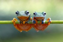 Two green flying frogs sitting on a plant,  closeup view — Stock Photo