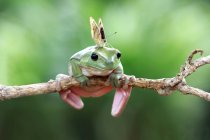Butterfly on a dumpy frog,  closeup view — Stock Photo