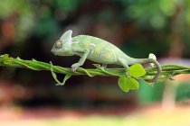 Chameleon walking on a plant, closeup view, selective focus — Stock Photo