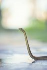 Serpiente Montpellier juvenil en un sendero, fondo borroso - foto de stock