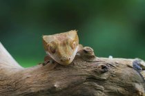 Crested gecko olhando sobre a borda de um ramo, vista close-up, foco seletivo — Fotografia de Stock