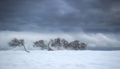Alberi appoggiati al vento, Haugheia, Vestvagoy, Lofoten, Nordland, Norvegia — Foto stock