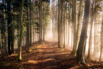 Живописный вид осеннего леса в тумане, Озил, Австрия — стоковое фото