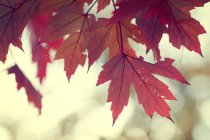 Feuilles d'érable dans la forêt — Photo de stock