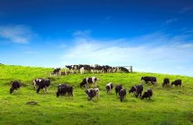 Vacas em um campo verde com belas paisagens — Fotografia de Stock