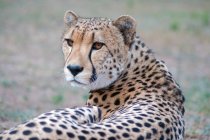 Close up portrait of a young cheetah, masai mara, south africa, — Stock Photo