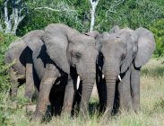 Elefantes en un arbusto con una hoja de acacia - foto de stock