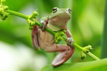 Una rana verde está sentada en un árbol - foto de stock