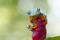 Зеленая лягушка сидит на растении — стоковое фото