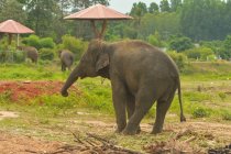 Tres elefantes asiáticos, Surin, Tailandia - foto de stock