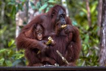 Orang-Utan-Weibchen mit ihrem Jungen beim Essen einer Banane, Borneo, Indonesien — Stockfoto