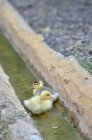 Two ducklings in water of drainage, closeup view — Stock Photo