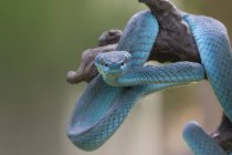 Блакитна гадюка змія на гілці, розмитість фону — стокове фото