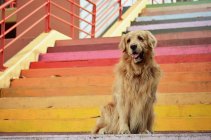 Golden retriever dog sitting on multi-colored staircase — Stock Photo