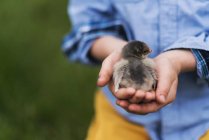 Boy holding a baby chick, cropped image — Stock Photo