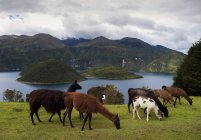 Vista panoramica degli Alpaca al pascolo presso la Laguna di Cuicocha, Cotacachi, Ecuador — Foto stock