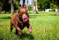 Chocolate labrador cão correndo com um brinquedo de plástico na boca — Fotografia de Stock