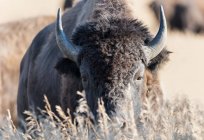 Retrato de um bisonte enorme com chifres, close-up — Fotografia de Stock