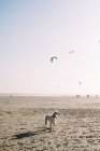Vue panoramique d'un chien debout sur une plage — Photo de stock
