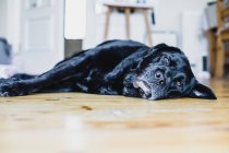 Black Labrador dog lying on the floor in a kitchen — Stock Photo