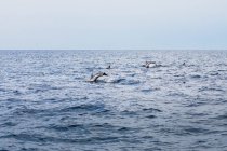 Scenic view of Dolphins leaping in Atlantic Ocean, Algarve, Portugal — Stock Photo