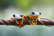 Two Javan tree frogs on branch, closeup view — Stock Photo