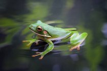 White-lipped tree frog in a pond, closeup view — Stock Photo