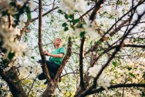 Glücklicher kleiner Junge klettert auf einen Apfelbaum — Stockfoto