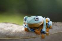 Яванська жаба на рослині, вид крупним планом на розмитий фон — стокове фото
