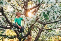 Menino escalando uma árvore de maçã — Fotografia de Stock