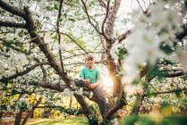 Rapaz a escalar uma macieira — Fotografia de Stock