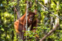 Bebé orangután en un árbol, Borneo, Indonesia - foto de stock