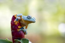 Rana di albero di Giava su un fiore, vista da vicino — Foto stock
