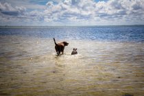 Cão labrador de chocolate e bulldog francês caminhando no oceano — Fotografia de Stock