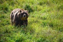 Famous brown grizzly bear in wilderness walking on green grass — Stock Photo