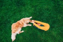 Blick von oben auf einen Jungen, der im Gras liegt und mit seinem Golden Retriever-Hund spielt — Stockfoto