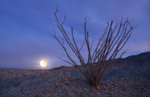 L'aumento ed il Cactus ocotillo luna piena, Anza-Borrego Desert State Park, California, America, Usa — Foto stock
