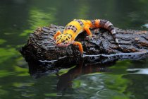 Gecko léopard sur un rocher, vue rapprochée, mise au point sélective — Photo de stock