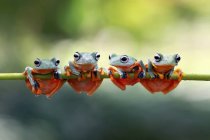 Чотири Яванський жаби дерева сидить на заводі, крупним планом подання — стокове фото