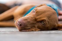 Male vizsla puppy dog lying on floor — Stock Photo