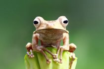 Яванська жаба на рослині, вид крупним планом на розмитий фон — стокове фото