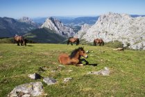 Vista panorámica del pastoreo de caballos, Parque Nacional de Urkiola, Vizcaya, País Vasco, España - foto de stock