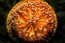Close-up of Woolly Orange Banksia flower — Stock Photo