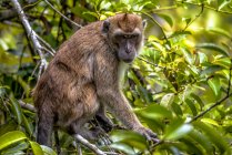 Macaque à longue queue (Macaca Fascicularis) assis dans un arbre, Bornéo, Indonésie — Photo de stock